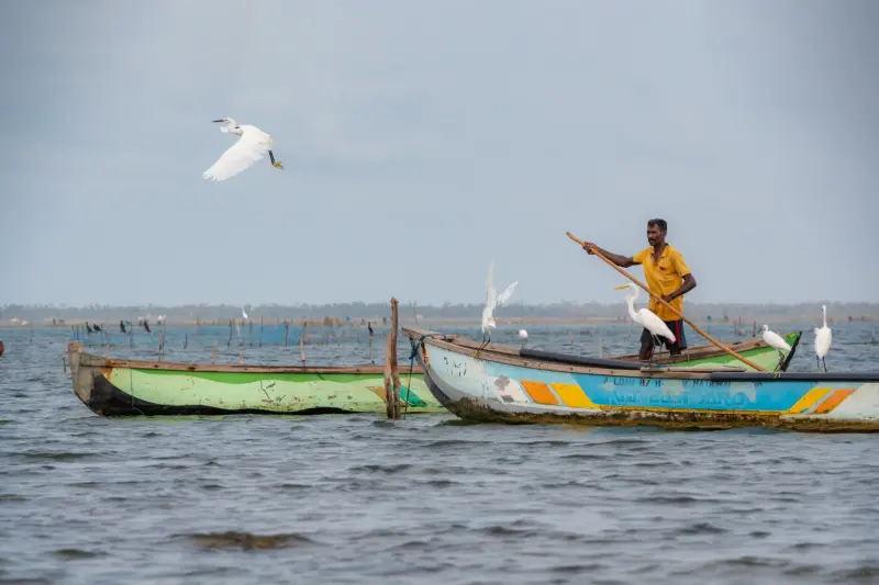 A Fisherman propelling his skiff with a stick - Jaffna Lagoon, Sri Lanka