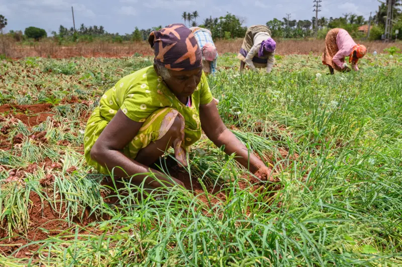 A woman in a green dress harvesting onions with three other harvesters in the background - Jaffna, Sri Lanka