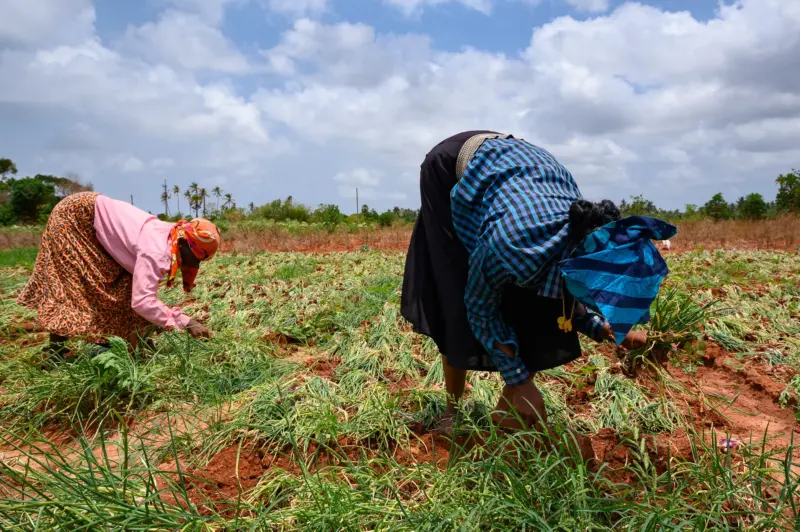 Two women harvesting onions - Jaffna, Sri Lanka