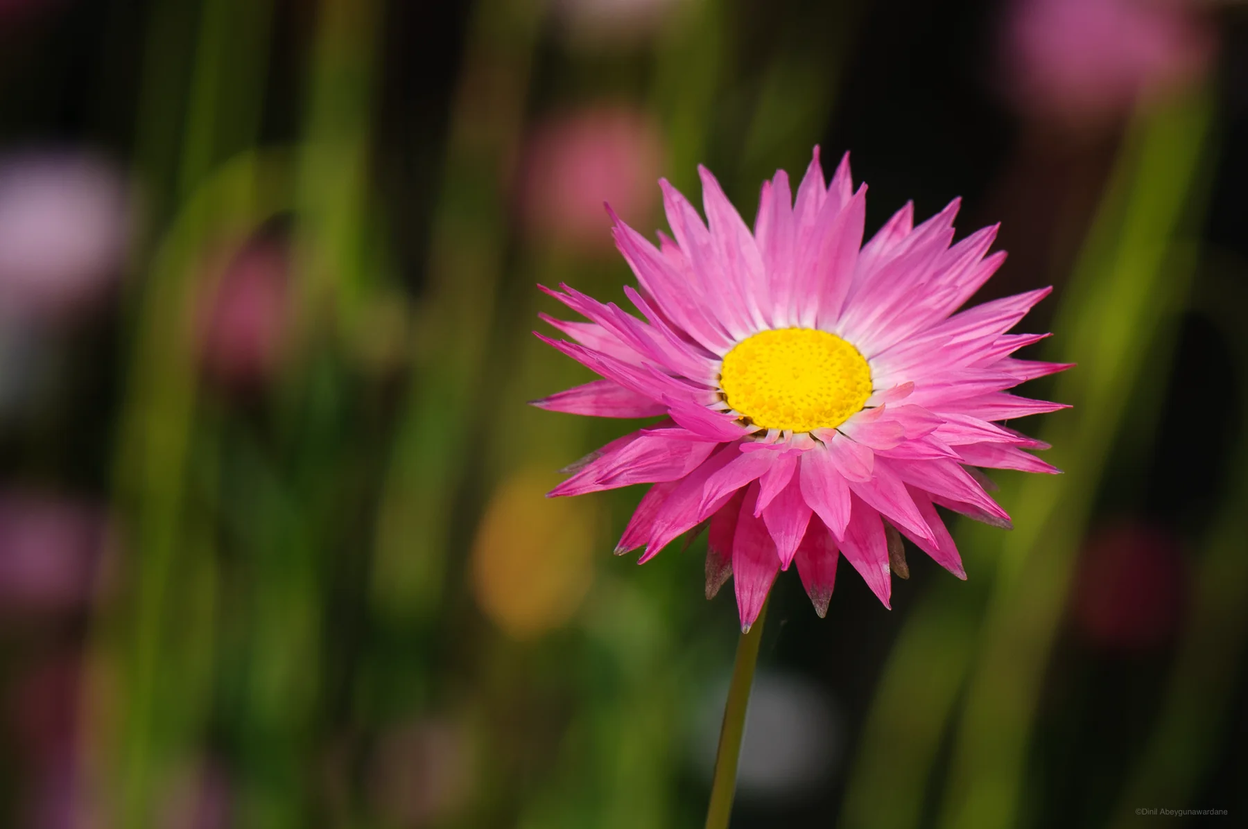 A pink sunray (everlasting) - with shallow depth of field - King's Park, Perth, Western Australia