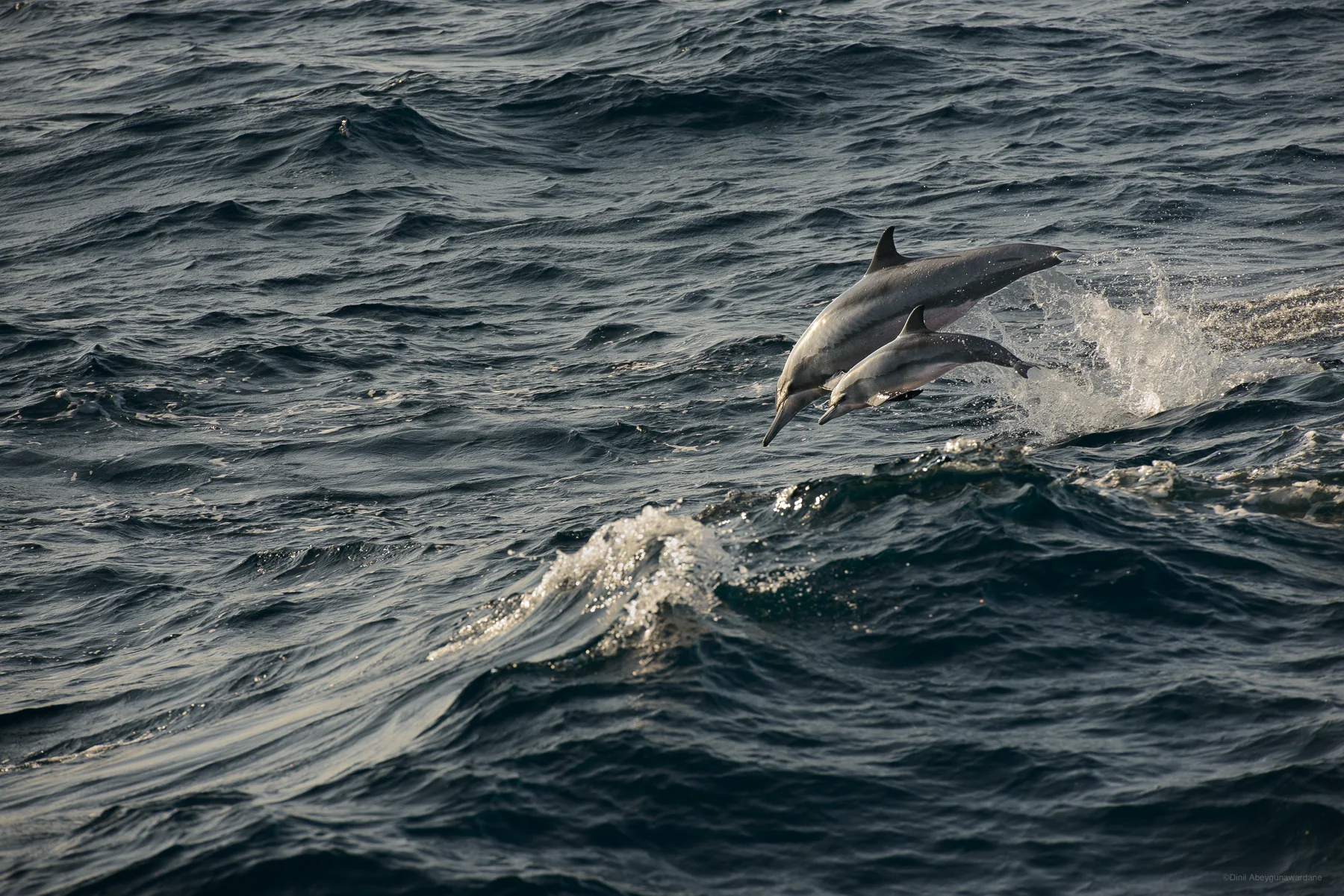 Mother and calf dolphins leaping in unison - Mirissa Sri Lanka